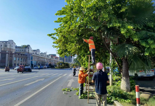 新余公交 聯(lián)系園林部門 消除安全隱患