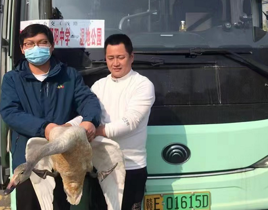 鄱陽長運(yùn)：?救助國家二級(jí)保護(hù)動(dòng)物——天鵝